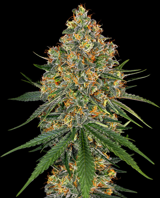 White Cheese - Feminizovaná semena konopí 5 ks, Sensi Seeds
