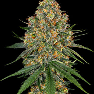 White Cheese - Feminizovaná semena konopí 10 ks, Sensi Seeds
