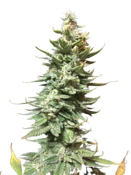 Amnesia Fast - feminizovaná semínka 3 ks Seedsman