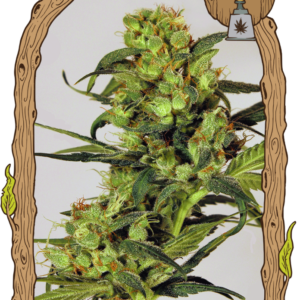 Spicy Bitch - feminizovaná semena, 5 ks, Exotic Seed