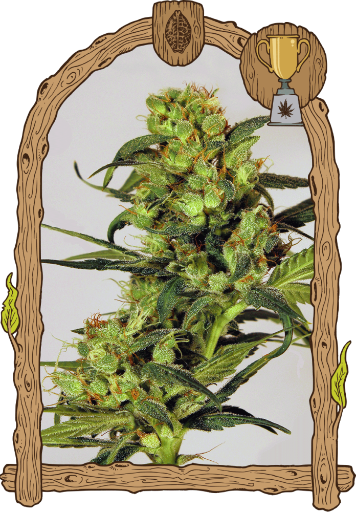 Spicy Bitch - feminizovaná semena, 5 ks, Exotic Seed