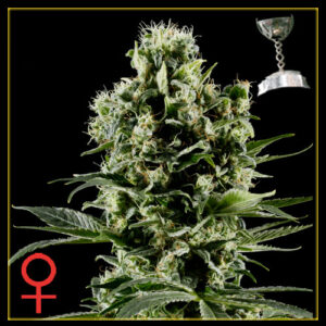 Himalaya Gold - semínka 5 ks (Outdoor), feminizovaná semínka Green House Seeds