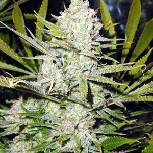 Super Silver Haze - semínka 10 ks (Indoor), standardizovaná Green House Seeds