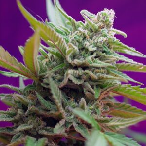Black Jack Auto – 10 ks autoflowering semínek Sweet Seeds