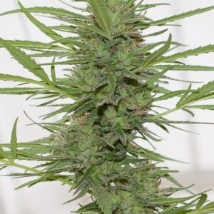 Dedoverde Haze Auto - fem. a samonakvétací semínka 3ks Humboldt