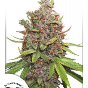 Glueberry O.G. autoflower - feminizované semínka 7 Ks Dutch Passion