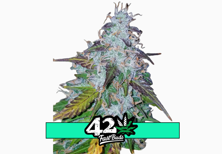 Californian Snow Auto - samonakvétací semena marihuany 10 ks Fast Buds