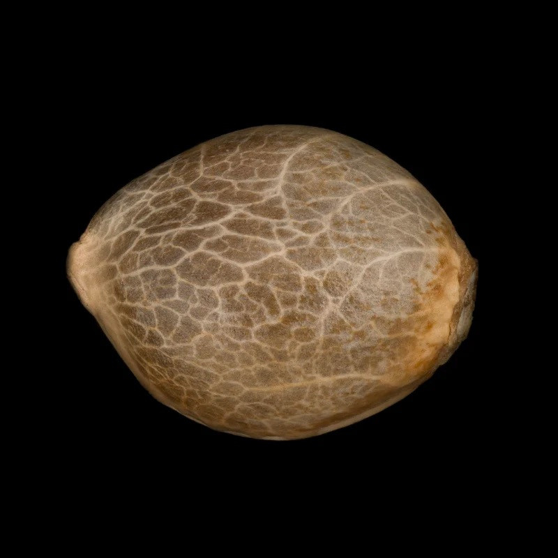 Lemon Sorbet - feminizované semena 10ks, Silent Seeds