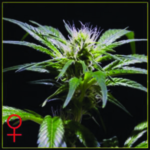 Damn Sour - semínka 10 ks feminizovaná semínka Green House Seeds