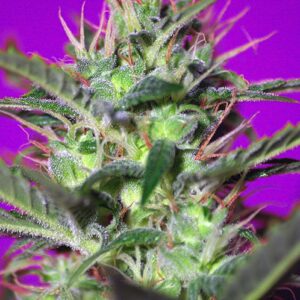 Botafumeiros – feminizovaná semínka 3 ks Sweet Seeds