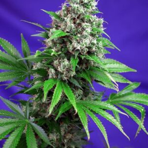 Killer Kush Fast Version - feminizovaná semínka 10ks Sweet Seeds