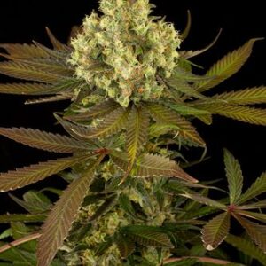 Sour Blueberry - feminizovaná semínka 3ks Humboldt