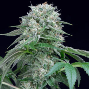 Starfire OG - feminizovaná semena 3ks, Silent Seeds