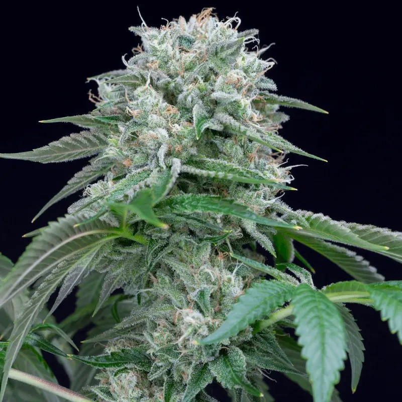 Starfire OG - feminizovaná semena 3ks, Silent Seeds