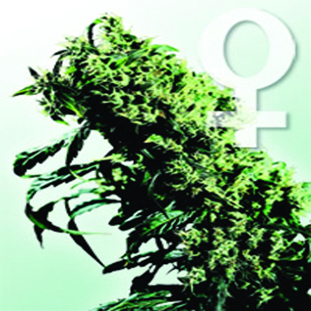 Northern Lights n.5 x Haze - feminizovaná semínka 5ks Sensi Seeds