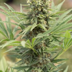 Dedoverde Haze - feminizovaná semínka 3ks Humboldt