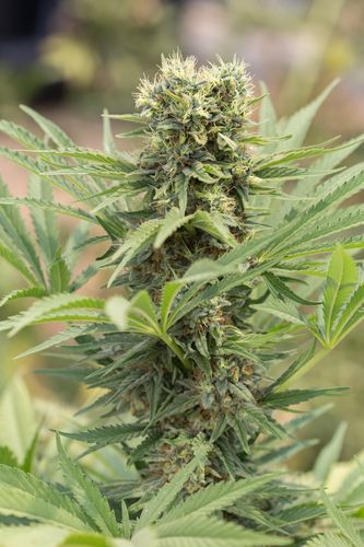Dedoverde Haze - feminizovaná semínka 3ks Humboldt