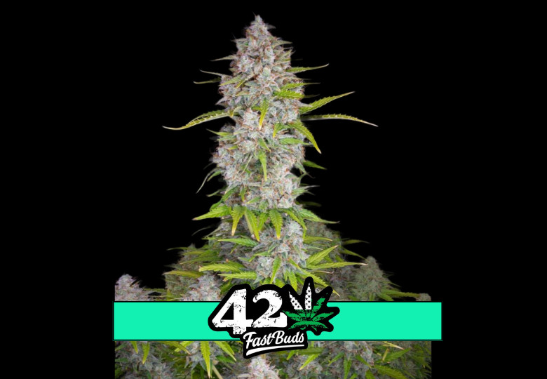 Orange Sherbet Auto - samonakvétací semena marihuany 10 ks Fast Buds