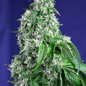 Big Devil Fast Version - feminizovaná semínka 10 ks Sweet Seeds