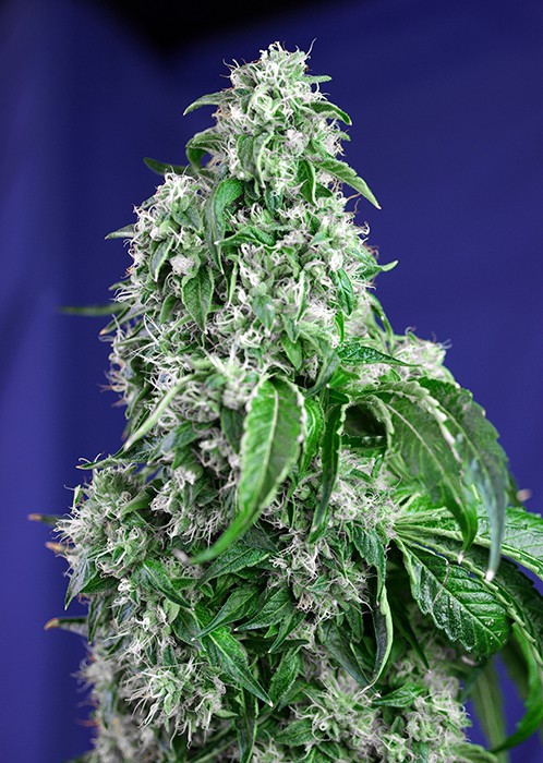 Big Devil Fast Version - feminizovaná semínka 10 ks Sweet Seeds