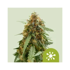 Sticky Queen Feminizovaná Semínka - 5