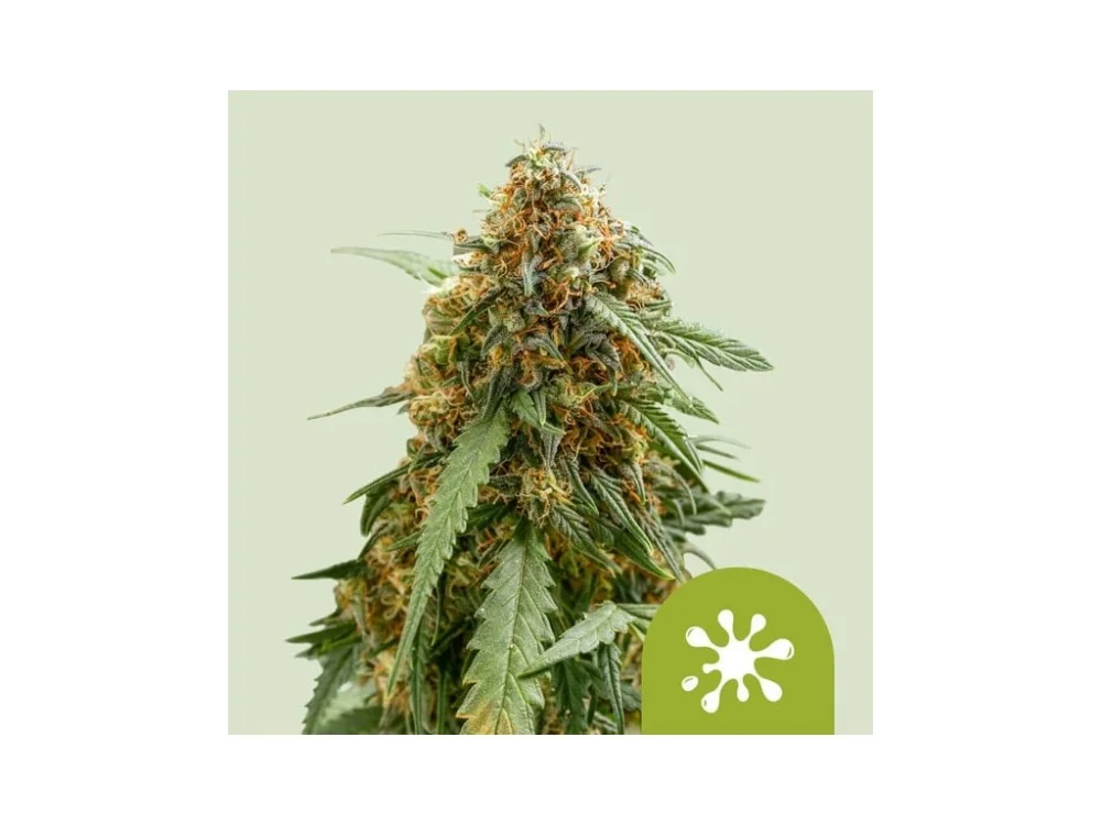 Sticky Queen Feminizovaná Semínka - 5