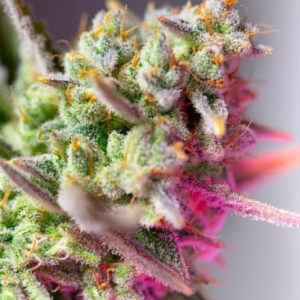 Sweet Mimosa XL Auto - feminizovaná semínka 3 ks Sweet Seeds