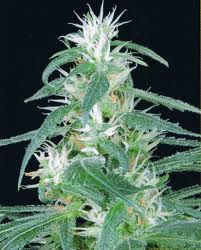 Arjan´s Haze n.2 - semínka 5 ks (Indoor), feminizované semínka semínka Green House Seeds