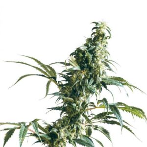 Mexican Sativa - semínka 10 ks standardizovaná Sensi Seeds