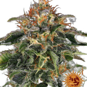 Moby Dick - feminizovaná semínka 3 ks, Barney´s Farm
