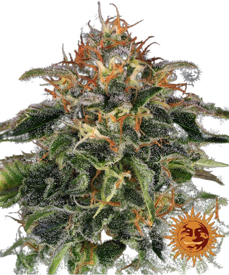 Moby Dick - feminizovaná semínka 3 ks, Barney´s Farm