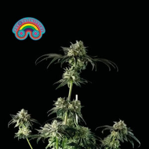 Peyote Zkittlez - feminizovaná semena konopí 3 ks, Seedsman