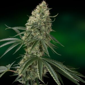 Sin Tra Bajo Auto - fem. a samonakvétací semínka 3ks Barney´s Farm