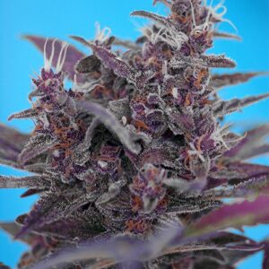 Black Cream Auto - fem. a samonakvétací semínka 10ks Sweet Seeds