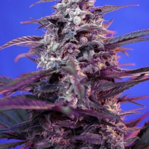 Bloody Skunk Auto - feminizovaná a samonakvétací semínka 10ks Sweet Seeds