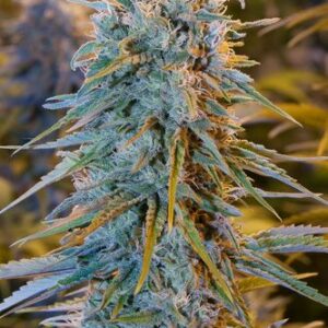 Blue Dream - feminizovaná semínka 3ks Humboldt