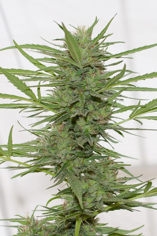 Dedoverde Haze Auto - fem. a samonakvétací semínka 5ks Humboldt