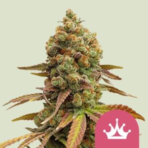 Humboldt Sour Diesel Feminizovaná Semínka - 5