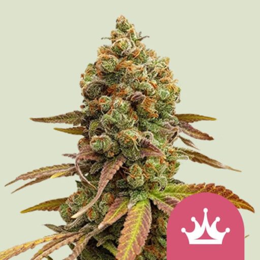 Humboldt Sour Diesel Feminizovaná Semínka - 5