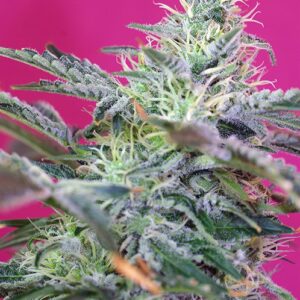 Sweet Cheese Auto – 10 ks autoflowering semínek Sweet Seeds