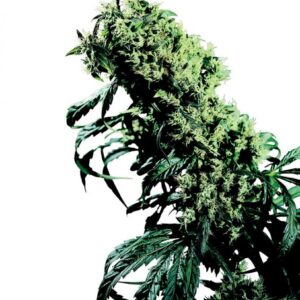 Northern Lights n.5 x Haze - semínka 10 ks standardizovaná Sensi Seeds