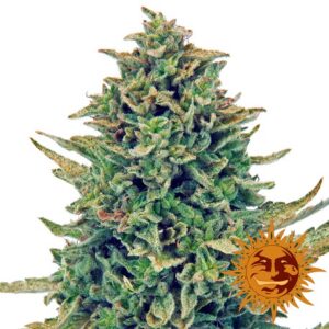 CBD Blue Shark  - feminizovaná semínka 5 ks Barney´s Farm