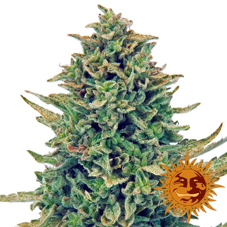 CBD Blue Shark - feminizovaná semínka 5 ks Barney´s Farm