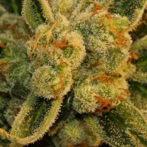 Bubblegum - 5ks feminizovaná semínka T.H. Seeds