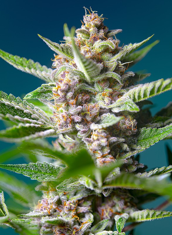 Purple Punch OG - feminizovaná semínka 3 ks Sweet Seeds