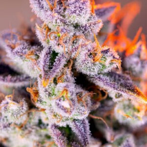 Tropicanna Poison XL Auto - feminizovaná semínka 3 ks Sweet Seeds
