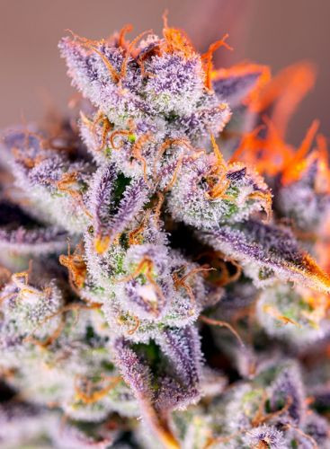 Tropicanna Poison XL Auto - feminizovaná semínka 3 ks Sweet Seeds