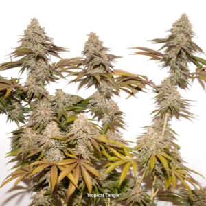 Tropical Tangie - feminizované semena 5ks, Dutch Passion