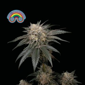 Peyote Zkittlez Feminizovaná Semínka - 1