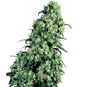 Skunk n.1 - feminizovaná semínka 10ks Sensi Seeds
